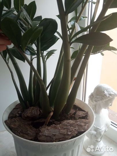 Замиокулькас