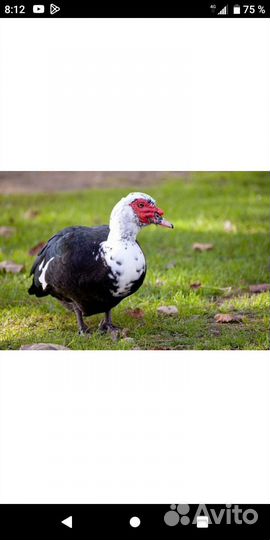 Мускусные утки,утки шипуны