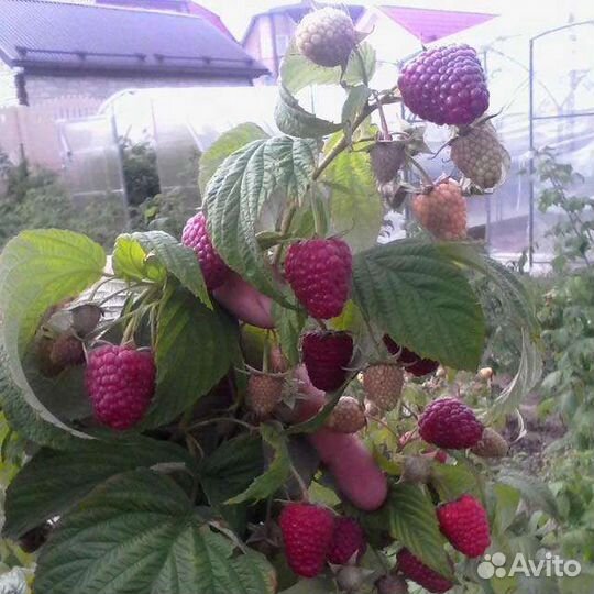 Ремонтантная малина Геракл саженцы