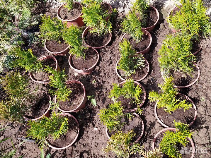 Саженцы хвойных растений