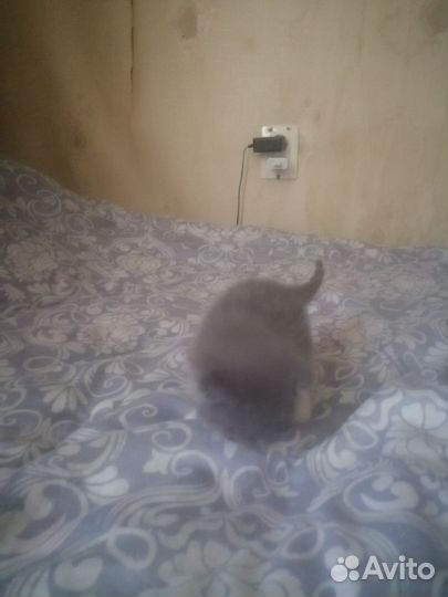 Отдам в добрые руки