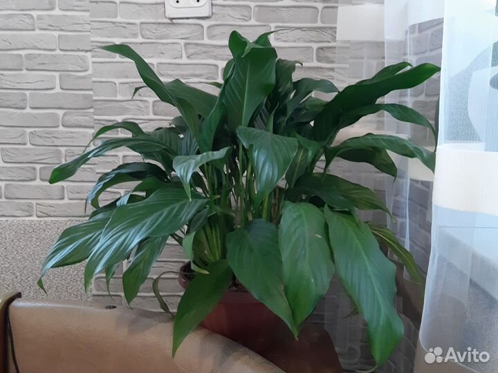 Спатифиллум