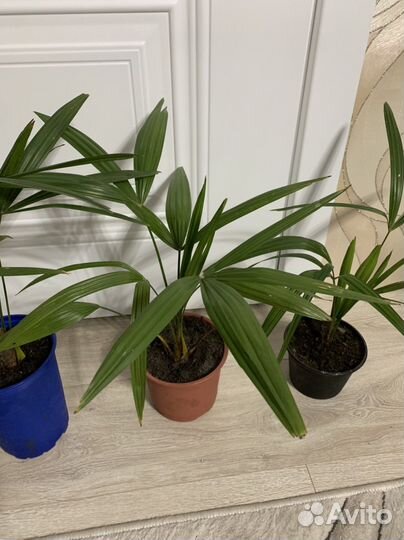 Пальма вашингтония (веерная)