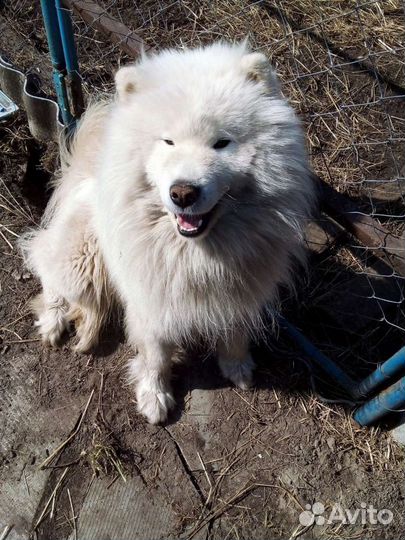 Собака.вязка