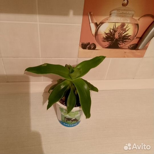 Комнатные растения цветы золотая ус