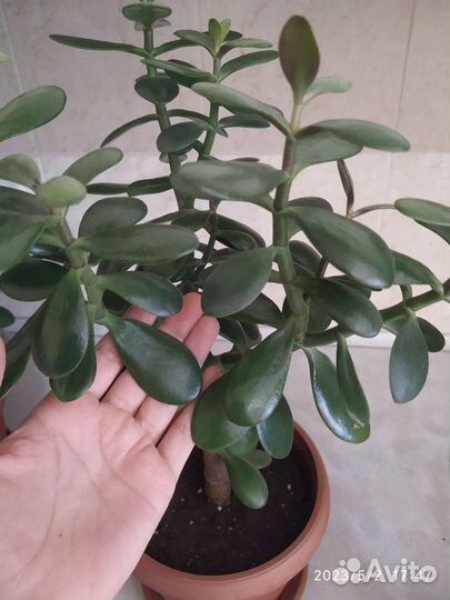 Денежное дерево. Толстянка