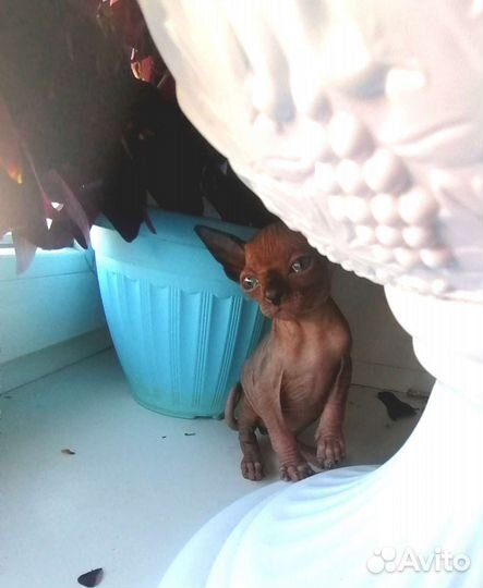 Канадский сфинкс