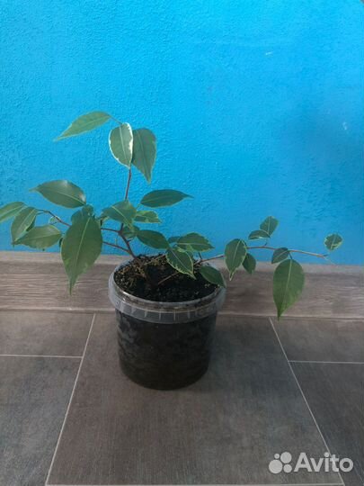 Фикус бенджамина пестролистный