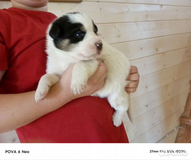 Собака алабай щенки сао абориген помесь