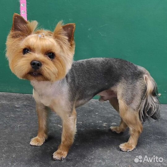 Груминг собак