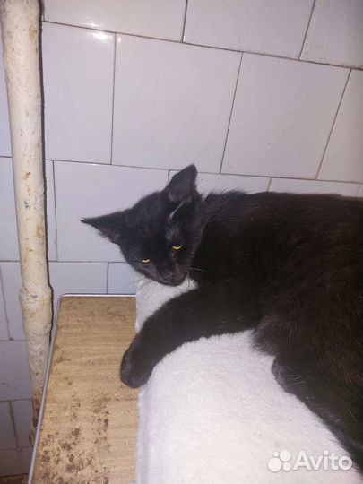 Кошка в дар