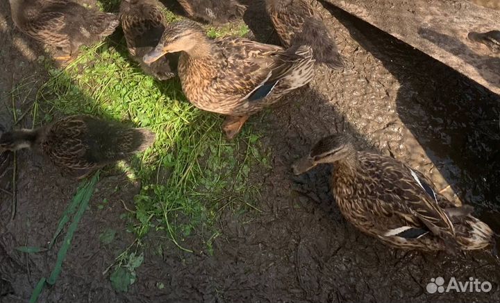 Утка кряква