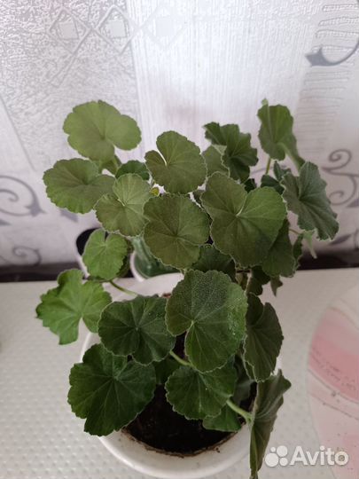 Герань пеларгония