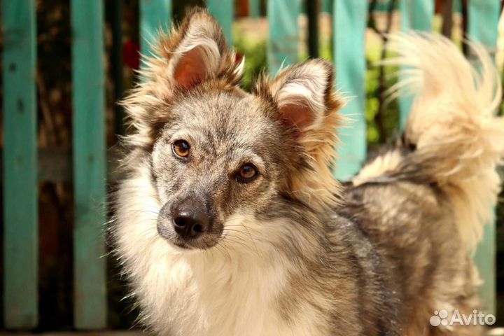 Маленькая собачка Нюша (7кг/2г) в заботливые руки