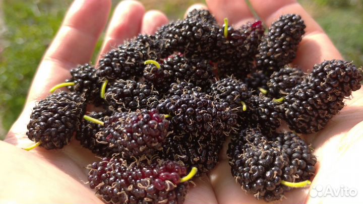 Черенки шелковиц + саженцы