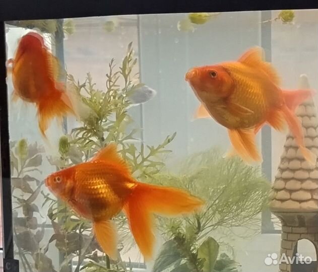 Аквариум со всем содержимым