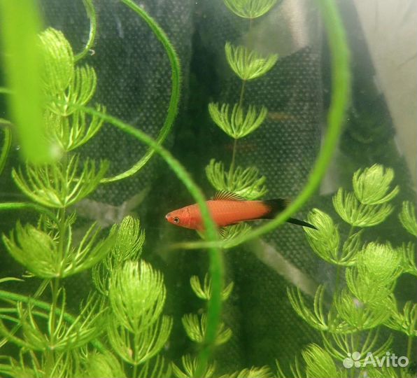 Аквариумные рыбки