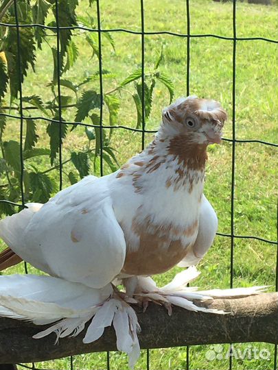 Голуби узбеки