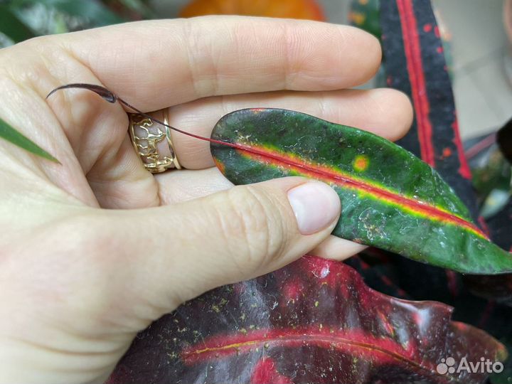 Кротон кодиеум 120см