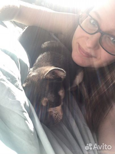 Передержка домашних питомцев