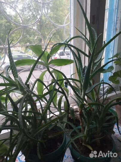 Алоэ,золотой ус