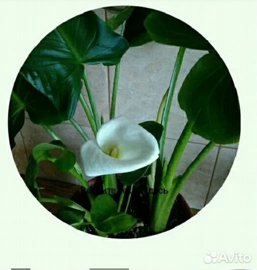 Каллы цветы