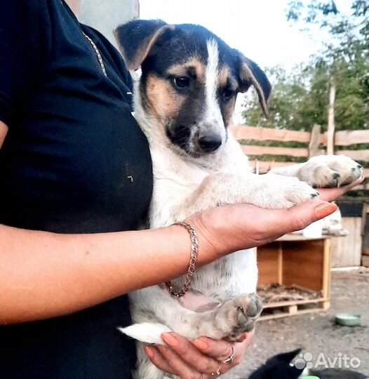 Щенок в добрые руки