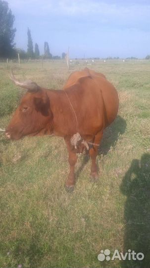 Корова с телëнок бычок