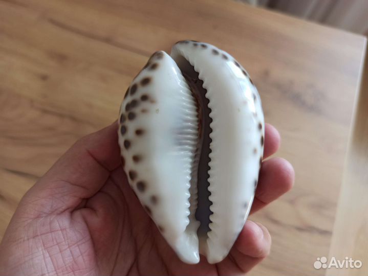 Морская раковина