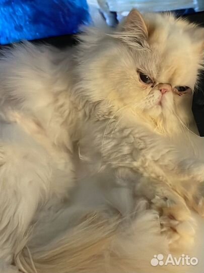 Персидский кот на вязку