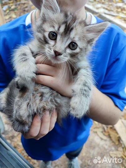 Котята в дар