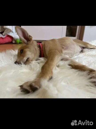 Щенок мальчик