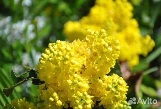 Магония, семена