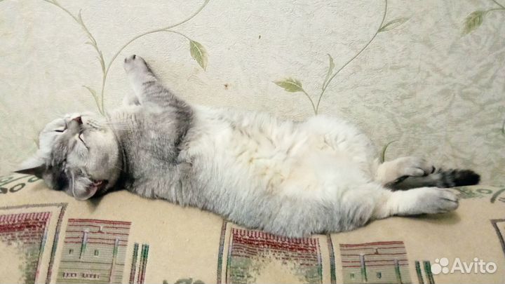 Отдам в добрые руки