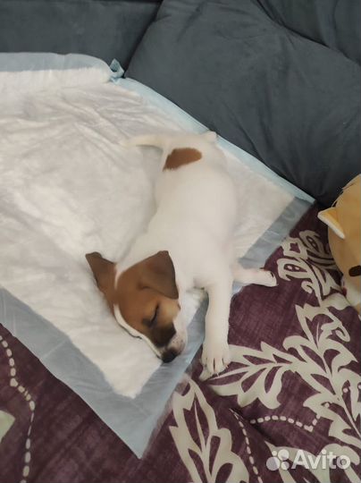 Джек Рассел терьер девочка