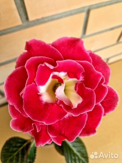 Глоксиния клубни и семена