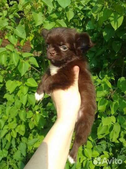 Щенки чихуахуа бейби фейс Коби тип шоколадные