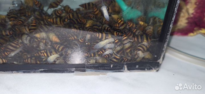 Улитка Хелена