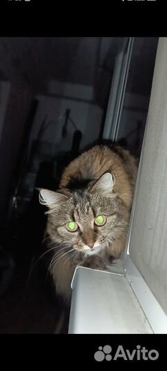 Мурка ищет дом