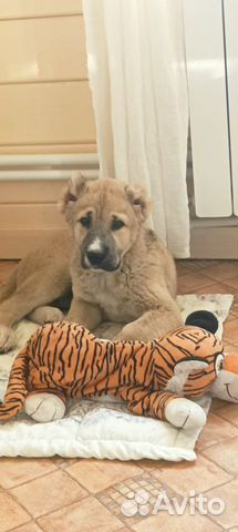 Армянский Гампр щенок объявление продам