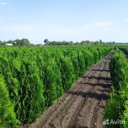 Туя колоновидная Колумна. Напрямую из питомника