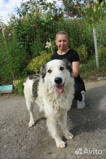 Пес умрёт в приюте