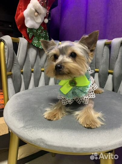 Стрижка йорков