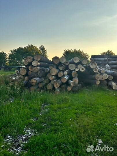 Лес кругляк осина