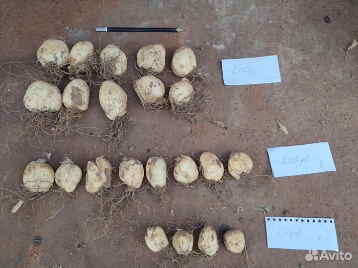 Рябчик императорский Lutea