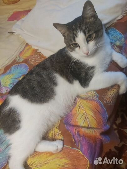 Отдам котика добрым людям
