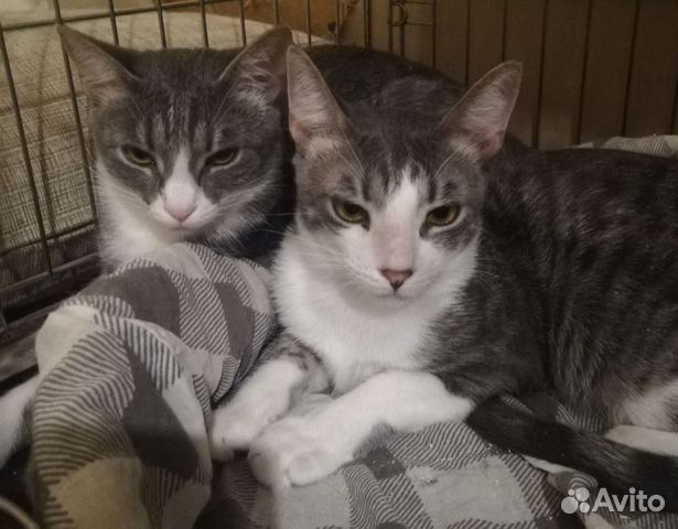 Эгейские кошки