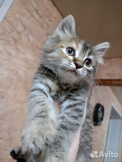 Кошка в дар