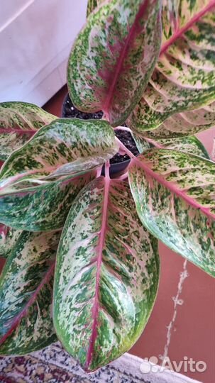 Аглаонема 10 карат