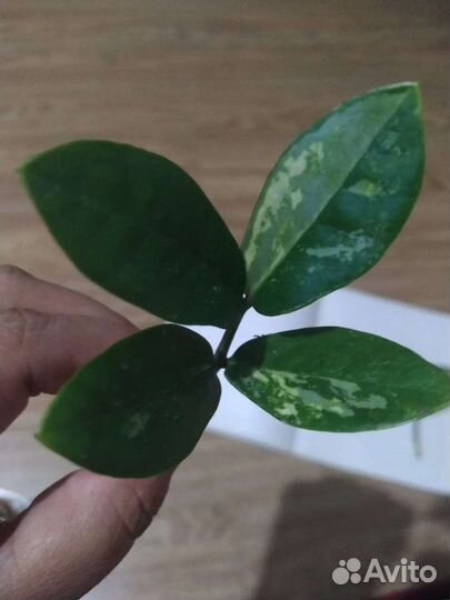 Замиокулькас замифолия вариегатний